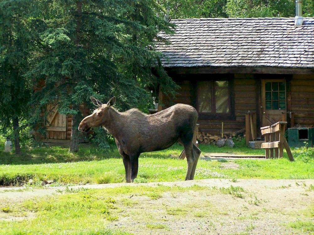 Chena Hot Springs Resort Fairbanks Exteriör bild